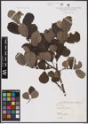 Foto von Salix aurita L. x Salix caprea L.
